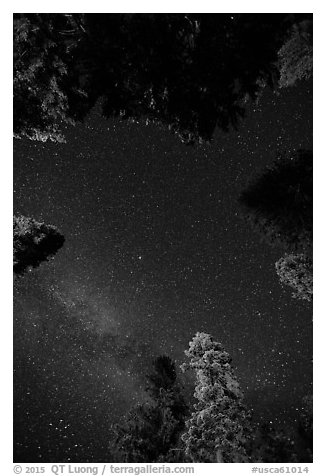Stary sky and pine treetops. California, USA (black and white)