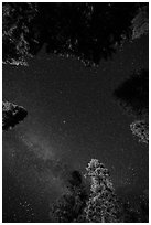 Stary sky and pine treetops. California, USA ( black and white)