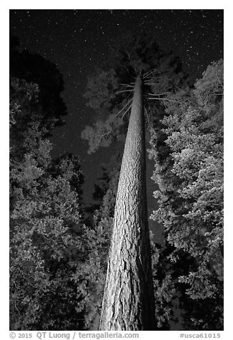 Looking up tall pine tree at night. California, USA (black and white)