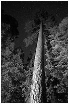 Looking up tall pine tree at night. California, USA ( black and white)