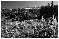 Meadows, trees, and Sierra Nevada crest, Twenty Lakes Basin. California, USA ( black and white)