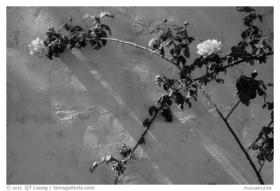 Roses in memorial garden, Cesar Chavez National Monument, Keene. California, USA (black and white)