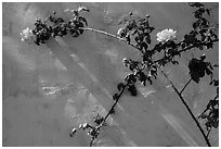 Roses in memorial garden, Cesar Chavez National Monument, Keene. California, USA ( black and white)