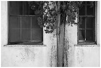 Old windows and tree, La Paz, Cesar Chavez National Monument, Keene. California, USA ( black and white)