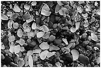 Seaglass close-up. Fort Bragg, California, USA ( black and white)