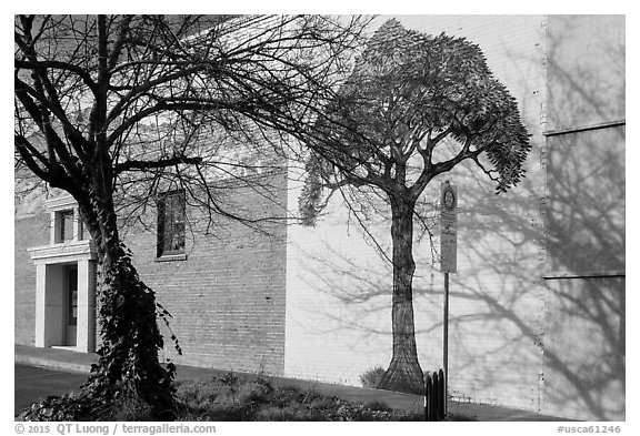 Tree and mural, Willits. Sonoma Valley, California, USA (black and white)