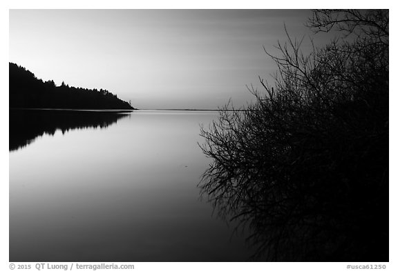 Bare shrub and ridge at sunset, Humboldt Lagoons State Park. California, USA (black and white)