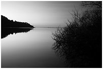 Bare shrub and ridge at sunset, Humboldt Lagoons State Park. California, USA ( black and white)