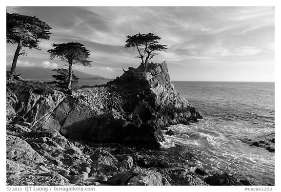 Monterey cypress on granite cliff. Pebble Beach, California, USA (black and white)