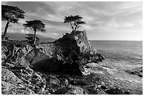 Monterey cypress on granite cliff. Pebble Beach, California, USA ( black and white)