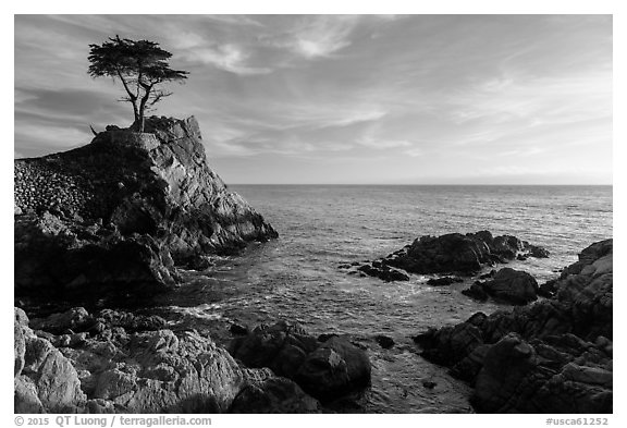 Lone Cypress, and cove, late afternoon. Pebble Beach, California, USA (black and white)