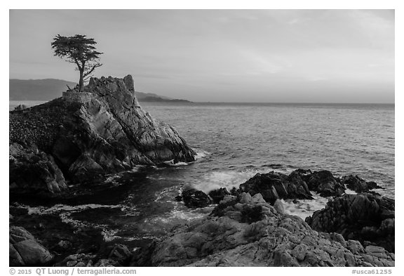 Lone Cypress tree at sunset. Pebble Beach, California, USA (black and white)