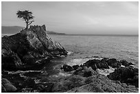 Lone Cypress tree at sunset. Pebble Beach, California, USA ( black and white)