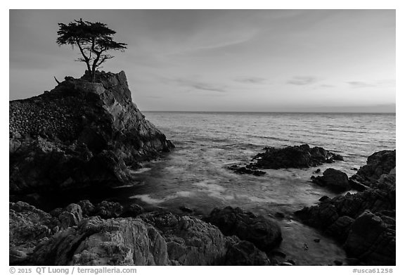 Lone Cypress clinging to its wave-lashed granite pedestal. Pebble Beach, California, USA (black and white)
