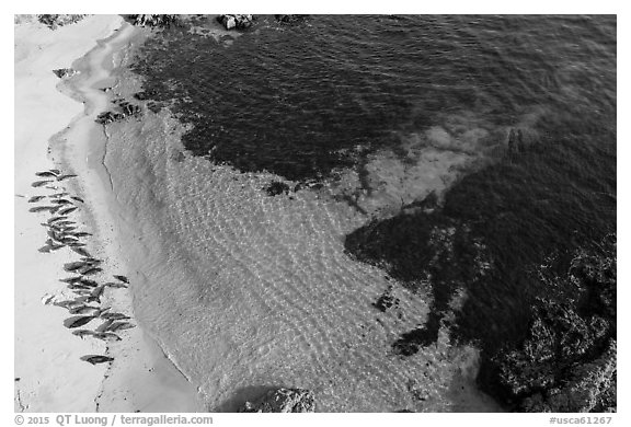 Aerial view of beach with marine life. Pebble Beach, California, USA (black and white)