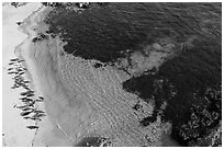 Aerial view of beach with marine life. Pebble Beach, California, USA ( black and white)