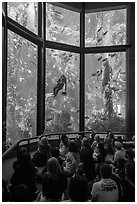 Tourists watch scuba diver feed fish in kelp forest tank. Monterey, California, USA ( black and white)