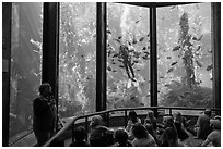 Scuba diver feeds fish in front of audience. Monterey, California, USA ( black and white)