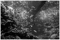 Tropical aquarium, Monterey Bay Aquarium. Monterey, California, USA ( black and white)
