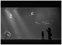 Mother and girl in front of huge fish tank, Monterey Bay Aquarium. Monterey, California, USA ( black and white)