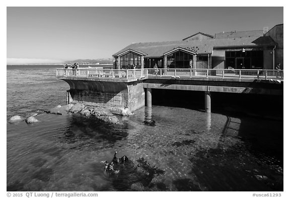 Observation deck and scuba divers, Monterey Bay Aquarium. Monterey, California, USA (black and white)