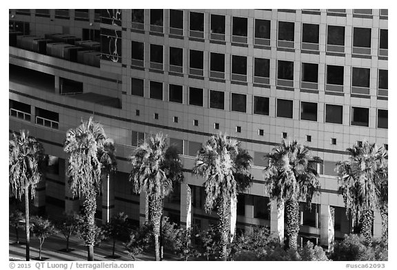 Palm trees, and Adobe building from above. San Jose, California, USA (black and white)