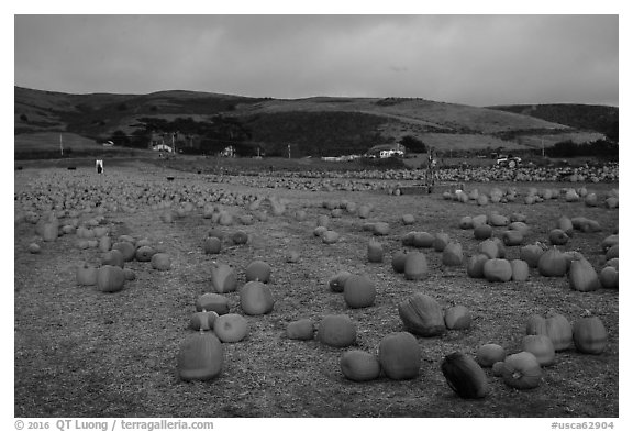 Pumpkin farm. Half Moon Bay, California, USA (black and white)