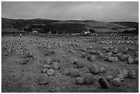 Pumpkin farm. Half Moon Bay, California, USA ( black and white)