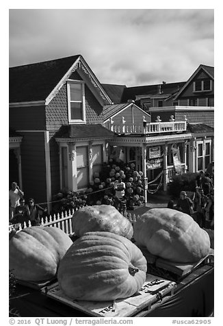 Giant pumpkins and houses. Half Moon Bay, California, USA (black and white)