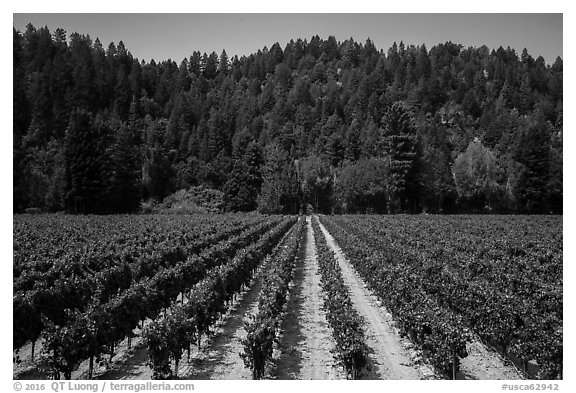 Vineyard, Korbel Winery, Guerneville. California, USA (black and white)