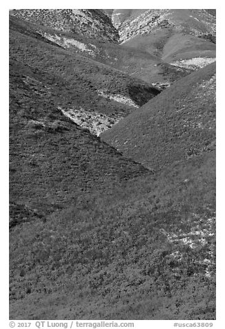 Intersecting ridges of wildflowers-covered hills, Temblor Range. Carrizo Plain National Monument, California, USA (black and white)
