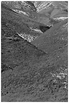 Intersecting ridges of wildflowers-covered hills, Temblor Range. Carrizo Plain National Monument, California, USA ( black and white)