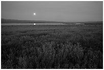 Spring wildflowers and moon reflected in pond. Carrizo Plain National Monument, California, USA ( black and white)