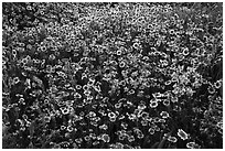 Tidytips and larkspur wildflowers. Carrizo Plain National Monument, California, USA ( black and white)