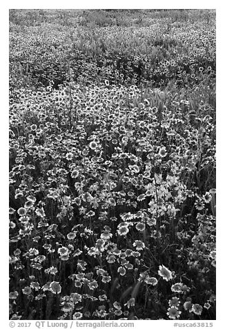Mat of tidytips and larkspur flowers. Carrizo Plain National Monument, California, USA (black and white)