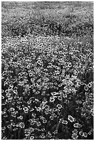 Mat of tidytips and larkspur flowers. Carrizo Plain National Monument, California, USA ( black and white)