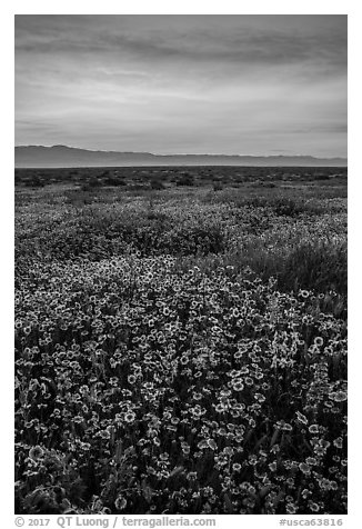 Sunrise over carpet of spring wildflowers. Carrizo Plain National Monument, California, USA (black and white)