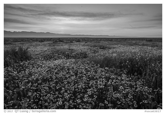 Dense wildflower mat and Temblor Range at sunrise. Carrizo Plain National Monument, California, USA (black and white)