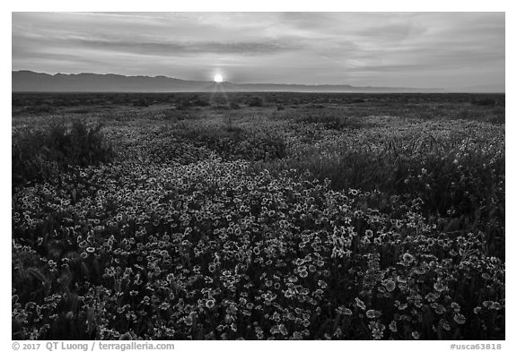 Sun rising over endless flowers. Carrizo Plain National Monument, California, USA (black and white)