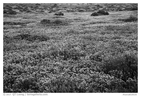 Flower carpet. Carrizo Plain National Monument, California, USA (black and white)