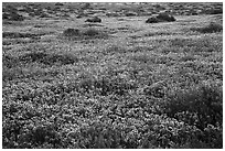 Flower carpet. Carrizo Plain National Monument, California, USA ( black and white)