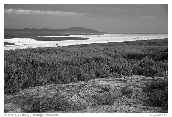 Wildflowers and salt bed bordering Soda Lake. Carrizo Plain National Monument, California, USA (black and white)