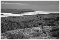Wildflowers and salt bed bordering Soda Lake. Carrizo Plain National Monument, California, USA ( black and white)