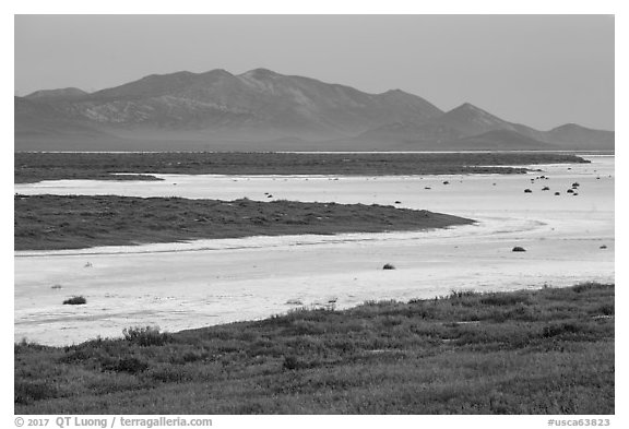 Wildflowers and salt lake. Carrizo Plain National Monument, California, USA (black and white)