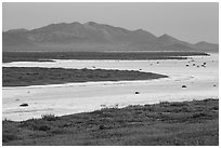 Wildflowers and salt lake. Carrizo Plain National Monument, California, USA ( black and white)