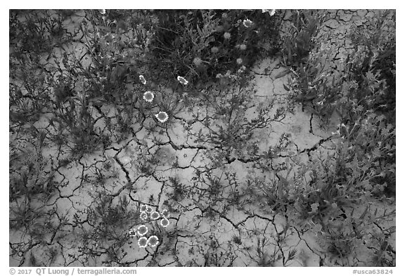 Close-up of tidytips, hillside daisies, phacelia, and mud cracks. Carrizo Plain National Monument, California, USA (black and white)
