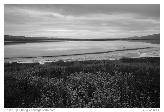 Wildflowers and pond. Carrizo Plain National Monument, California, USA (black and white)