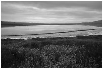 Wildflowers and pond. Carrizo Plain National Monument, California, USA ( black and white)