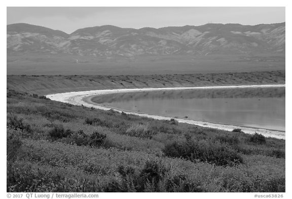 Yellow wildflowers, pond, Temblor Range. Carrizo Plain National Monument, California, USA (black and white)