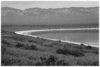 Yellow wildflowers, pond, Temblor Range. Carrizo Plain National Monument, California, USA ( black and white)